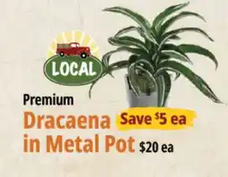Farm Boy Dracaena in Metal Pot offer