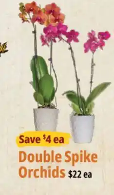 Farm Boy Double Spike Orchids offer
