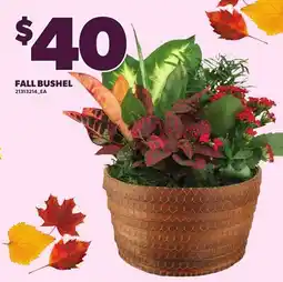 Loblaws FALL BUSHEL offer