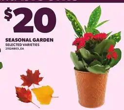 Loblaws SEASONAL GARDEN offer