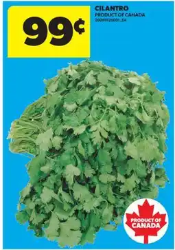 Real Canadian Superstore CILANTRO offer