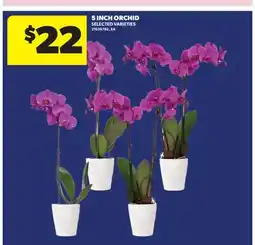 Real Canadian Superstore 5 INCH ORCHID offer