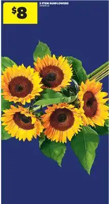 Real Canadian Superstore 5 STEM SUNFLOWERS offer