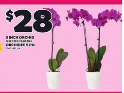 Independent City Market 5 INCH ORCHID offer