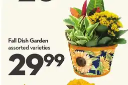 Longo's Fall Dish Garden offer
