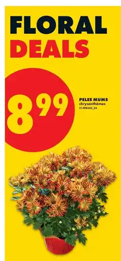 No Frills Pelee mums offer