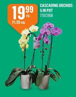 Canac Cascading Orchids 5 in Pot offer