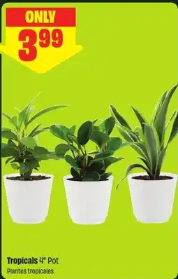 FreshCo Tropicals 4" Pot offer