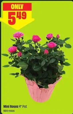 FreshCo Mini Roses 4" Pot offer
