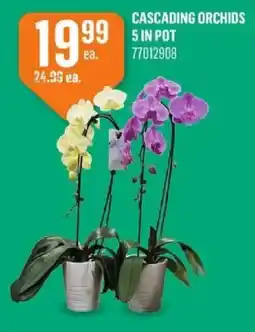 Canac Cascading Orchids offer