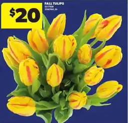 Atlantic Superstore Fall tulips offer