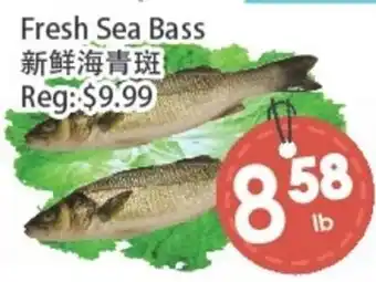 Fresh Sea Bass