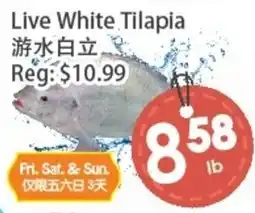 Fresh Palace Supermarket Live White Tilapia offer
