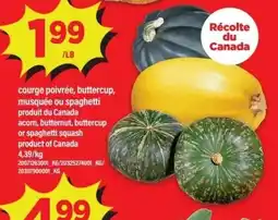 Maxi Courge poivrée, buttercup, musquée ou spaghetti squash offer