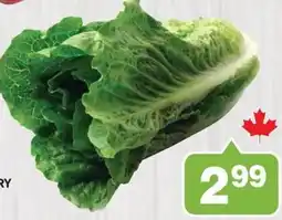 Colemans Lettuce offer