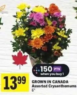 Co-op Assorted Crysanthemums offer