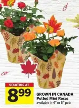 Co-op Potted Mini Roses offer