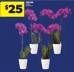 Real Canadian Superstore Orchid offer