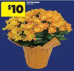 Real Canadian Superstore Potted Mum offer