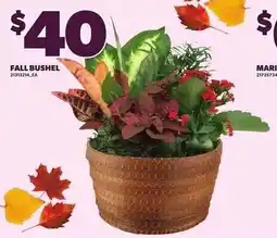 Loblaws Fall Bushel offer