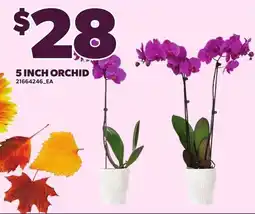 Loblaws 5 inch orchid offer