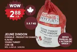 Kim Phat YOUNG TURKEY offer