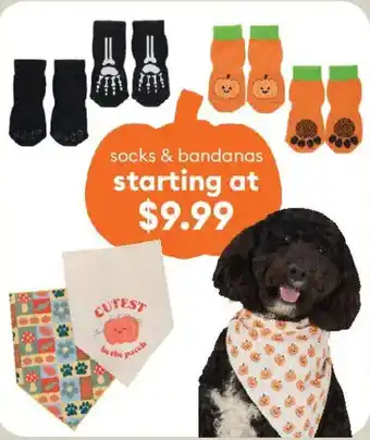 Socks & bandanas