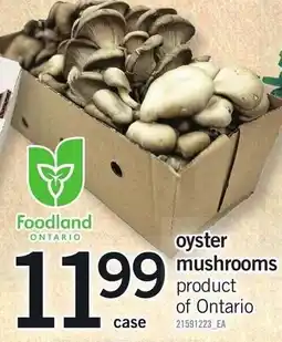 Loblaws Foodland oyster mushrooms offer