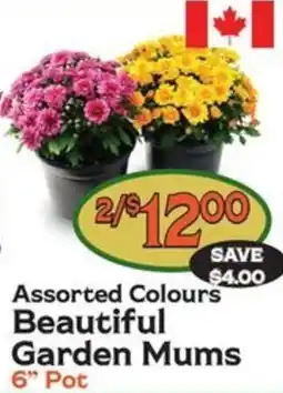 The Garden Basket Beautiful Garden Mums offer