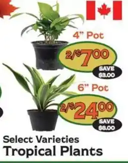 The Garden Basket Select Varieties Tropical Plants offer