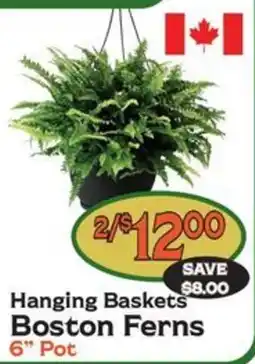 The Garden Basket Hanging Baskets Boston Ferns offer