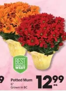 Calgary Co-op Potted Mum offer