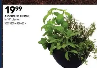 RONA Assorted herbs offer