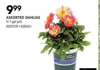 RONA Assorted dahlias offer