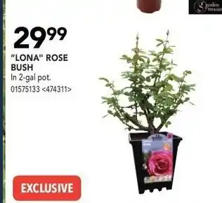 Lona rose bush
