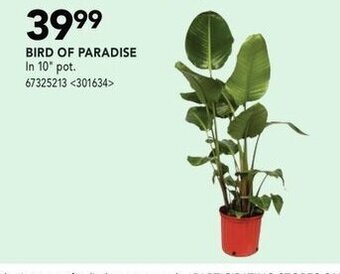 RONA Bird of paradise offer