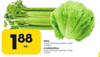 Giant Tiger Celery or iceberg lettuce offer