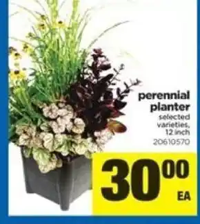 Real Canadian Superstore Perennial planter offer