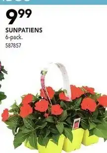 Lowe's Sunpatiens offer