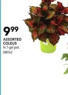 Lowe's Assorted coleus offer