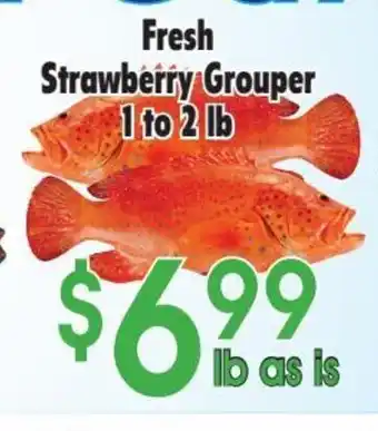 Fresh strawberry grouper 1 to 2 lb