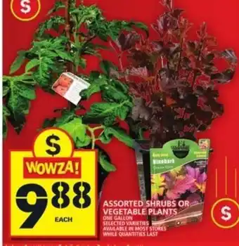 Food Basics Assorted shrubs or vegetable plants offer