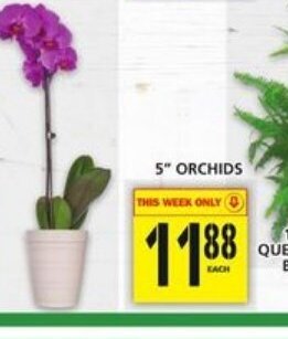 Food Basics 5" orchids offer