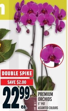 Metro Premium orchids offer
