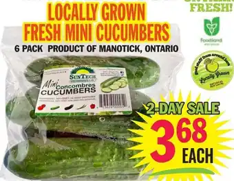 Foodsmiths Locally grown fresh mini cucumbers offer