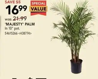 RONA 'Majesty' Palm offer