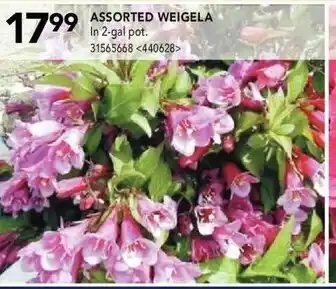 RONA Assorted Wiegela offer