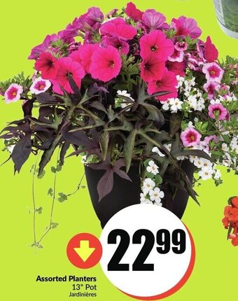 FreshCo Assorted planters offer