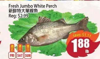 Fresh jumbo white perch
