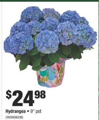 Home Depot Hydrangea offer